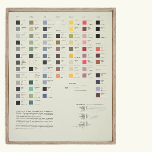 400mm x 500mm Bird Colours Lithograph Print