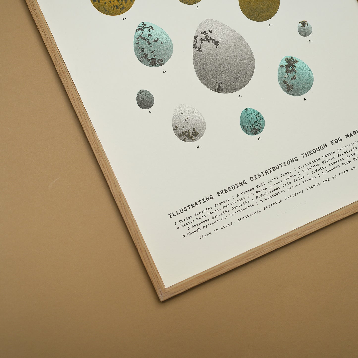 A3 Limited Edition Bird Egg Risograph Print
