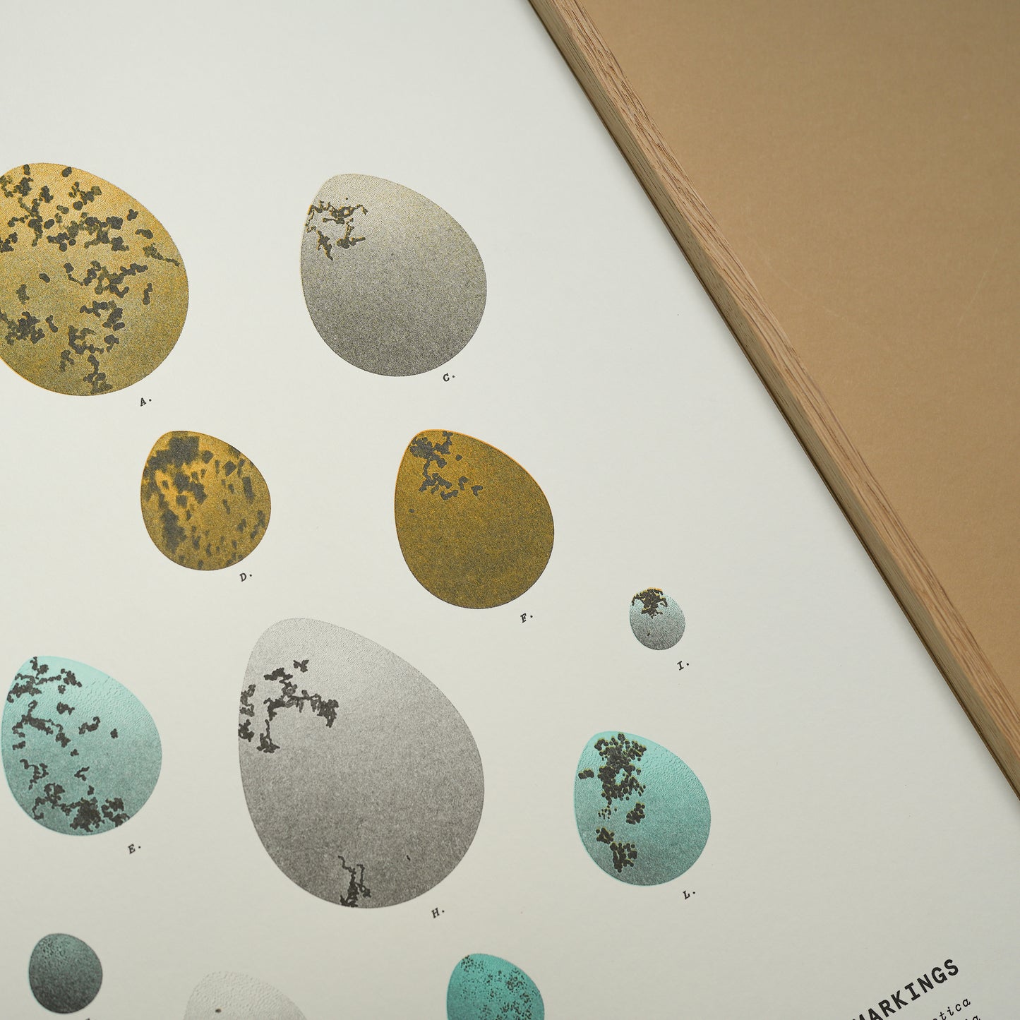 A3 Limited Edition Bird Egg Risograph Print