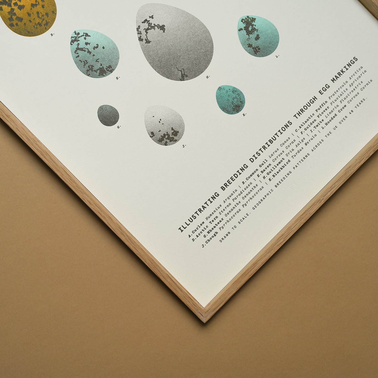 A3 Limited Edition Bird Egg Risograph Print