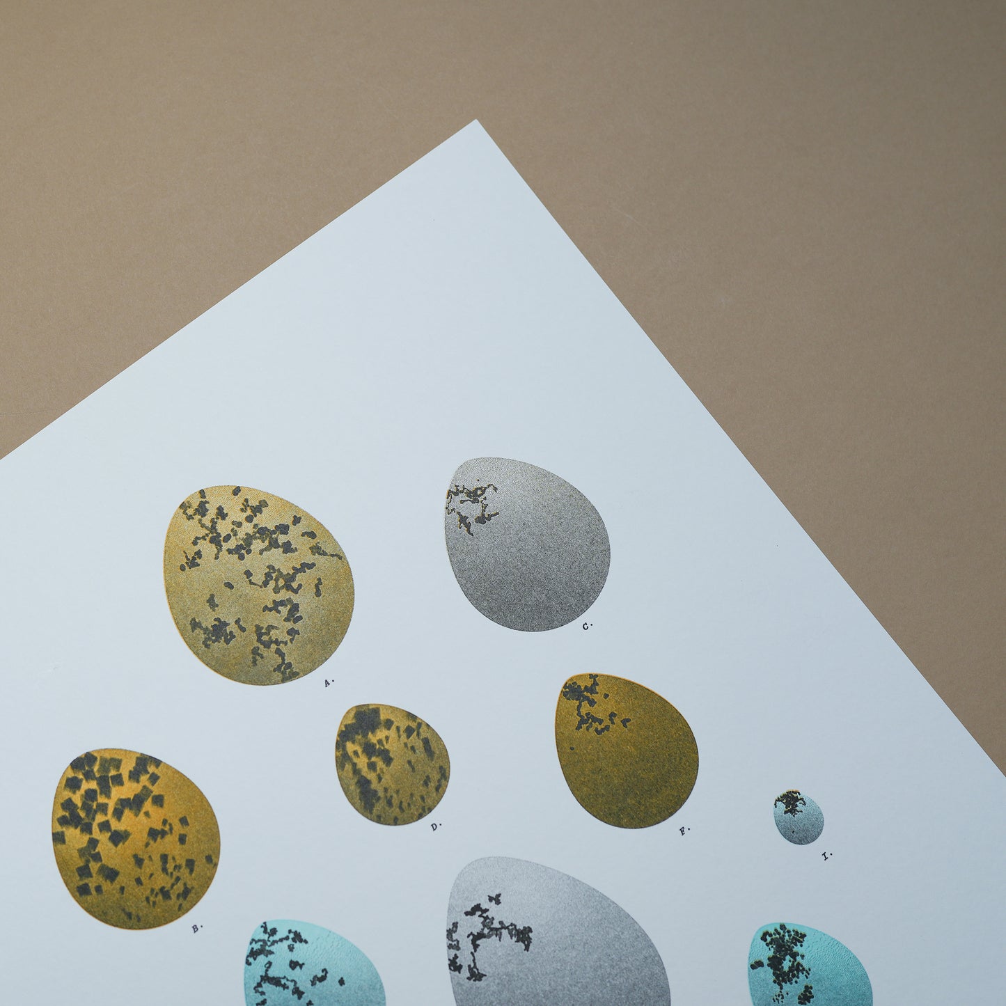 A3 Limited Edition Bird Egg Risograph Print