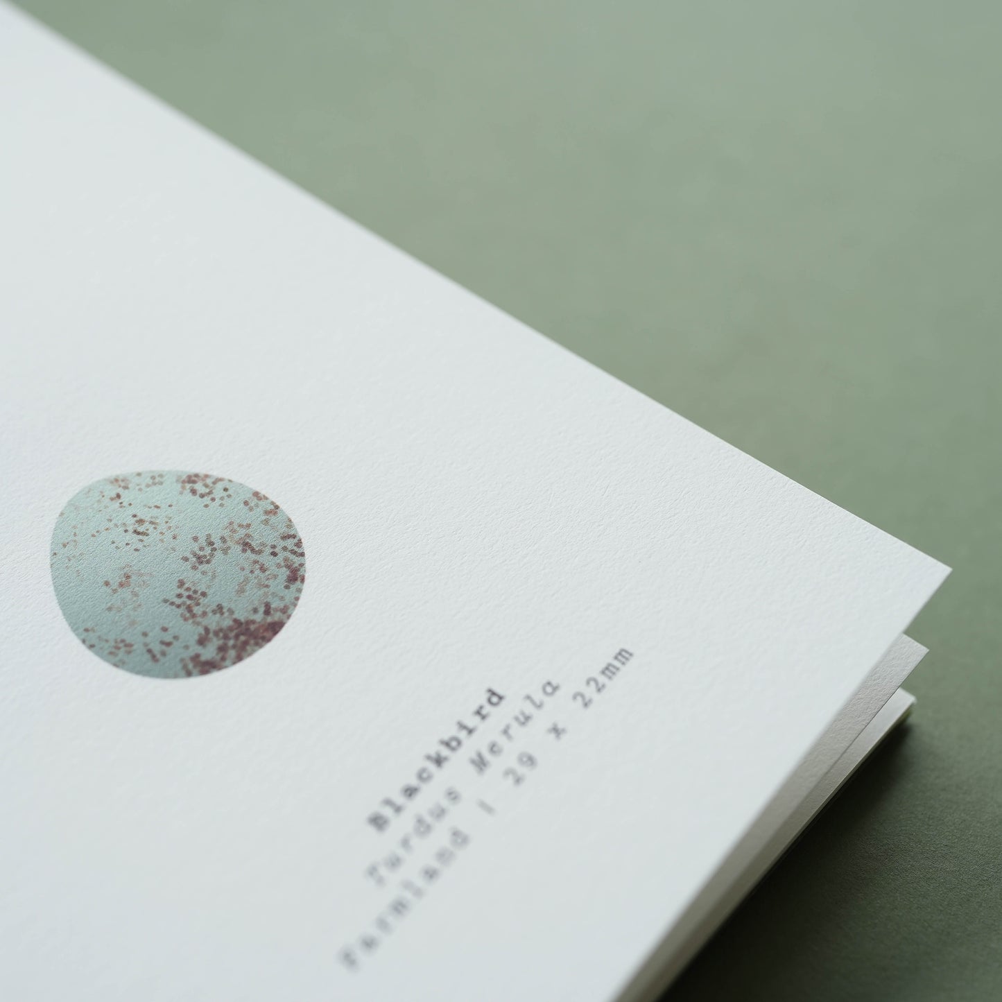 Bird Egg Book