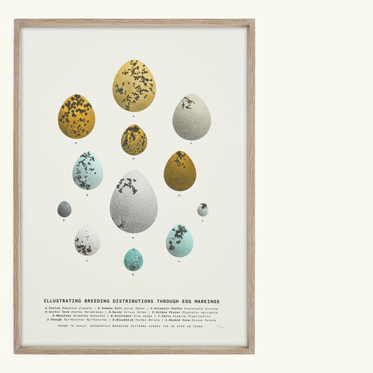 A3 Limited Edition Bird Egg Risograph Print