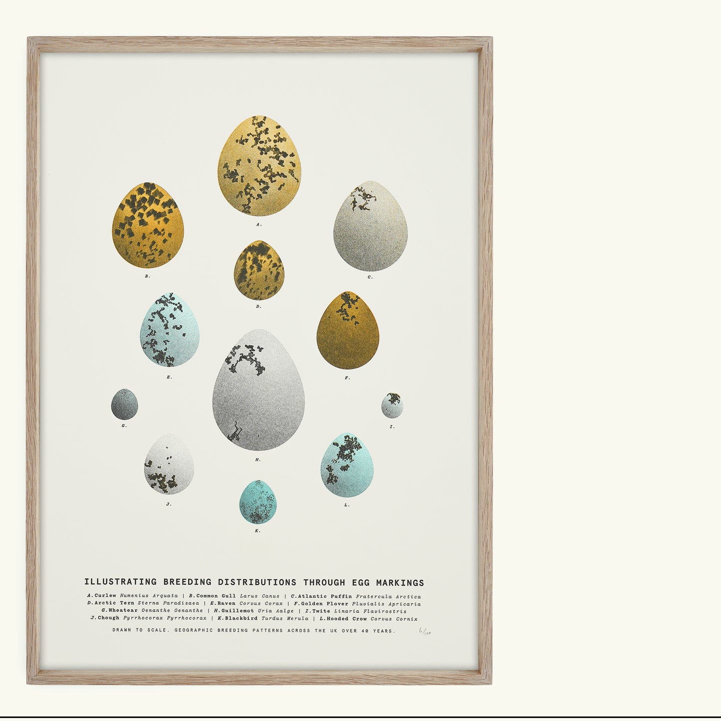 A3 Limited Edition Bird Egg Risograph Print